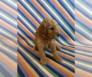 Goldendoodle Litter for sale in FRESNO, CA, USA