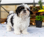 Puppy 3 Shih Tzu
