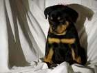 Small Photo #1 Rottweiler Puppy For Sale in NEW HAVEN, IN, USA