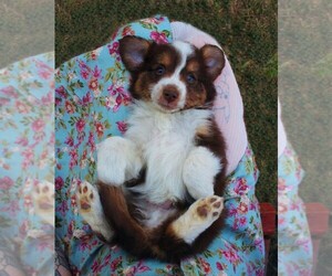 Miniature Australian Shepherd Puppy for Sale in LIVE OAK, California USA