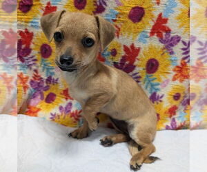 Chiweenie Dogs for adoption in Chico, CA, USA