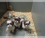 Small Photo #13 Shih Tzu Puppy For Sale in CARROLLTON, GA, USA
