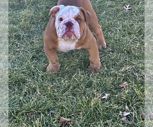 English Bulldog Puppy for sale in GALION, OH, USA
