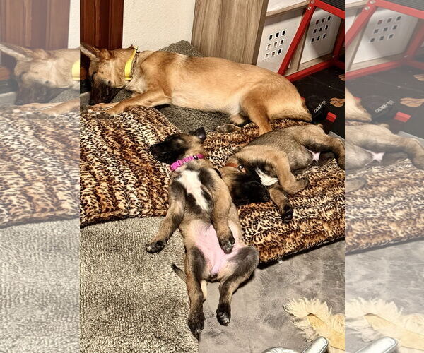 Medium Photo #16 German Shepherd Dog Puppy For Sale in Seattle, WA, USA