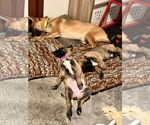 Small #15 German Shepherd Dog