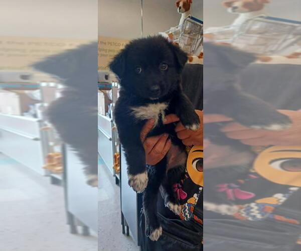 Medium Photo #1 Pomeranian-Unknown Mix Puppy For Sale in Palatine/Kildeer/Buffalo grove, IL, USA