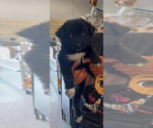Pomeranian-Unknown Mix Dogs for adoption in Palatine/Kildeer/Buffalo grove, IL, USA