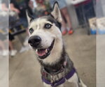 Small Photo #4 Siberian Husky Puppy For Sale in Fargo, ND, USA
