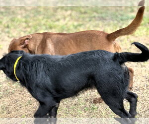 Ruby - Female Coonhound-Labrador Retriever Mix Dog for Adoption - Photo #10