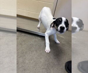 Labrador Retriever-Unknown Mix Dogs for adoption in Texas City, TX, USA