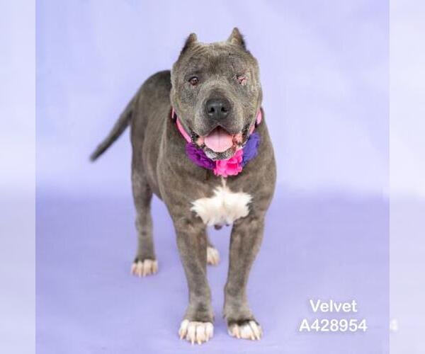 Medium Photo #3 American Pit Bull Terrier-Unknown Mix Puppy For Sale in Conroe, TX, USA