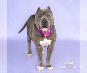 VELVET - Female American Pit Bull Terrier-Unknown Mix Dog for Adoption - Photo #3