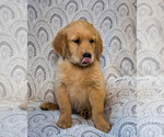 Small Photo #4 Golden Retriever Puppy For Sale in WAKARUSA, IN, USA