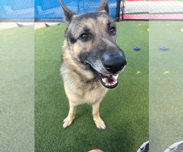 Medium Photo #8 German Shepherd Dog Puppy For Sale in Plantation, FL, USA
