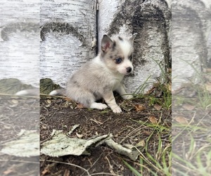 Alaskan Klee Kai-Pomsky Mix Puppy for Sale in STAPLES, Minnesota USA