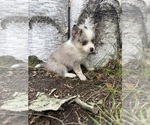 Small Alaskan Klee Kai-Pomsky Mix