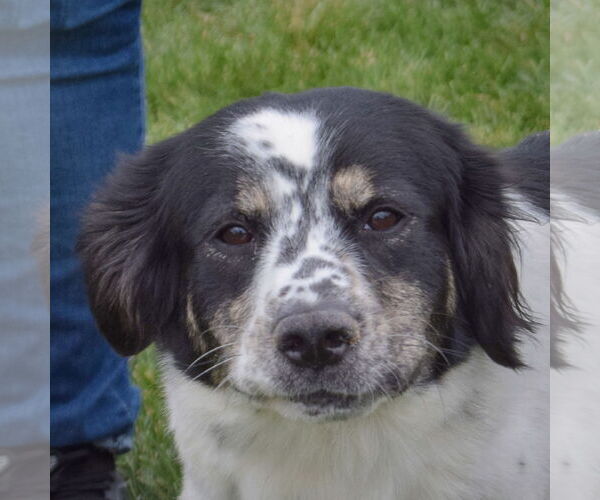 Medium Photo #6 Border Collie-English Cocker Spaniel Mix Puppy For Sale in Huntley, IL, USA