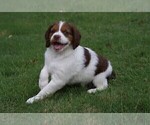 Small Photo #11 Brittany Puppy For Sale in HAMILTON, GA, USA
