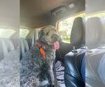 Small #2 Labradoodle