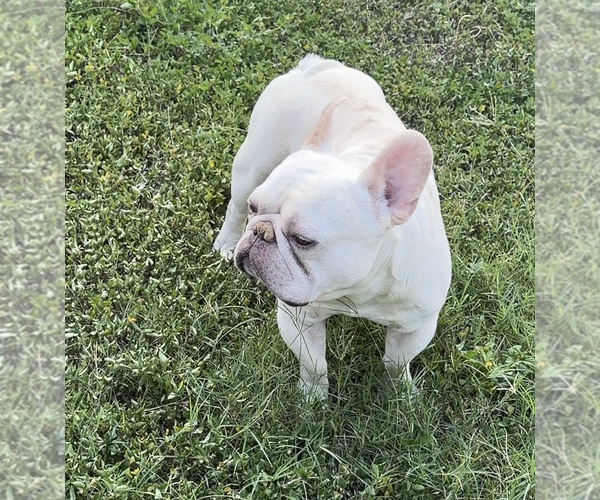 Medium Photo #1 French Bulldog Puppy For Sale in SAN ANTONIO, TX, USA