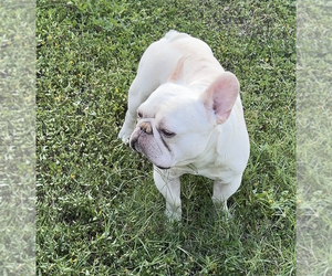 Father of the French Bulldog puppies born on 04/15/2026