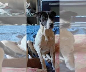 Great Dane-Unknown Mix Dogs for adoption in NYC, NY, USA