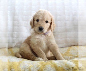 Goldendoodle Puppy for sale in CHERRY CREEK, NY, USA