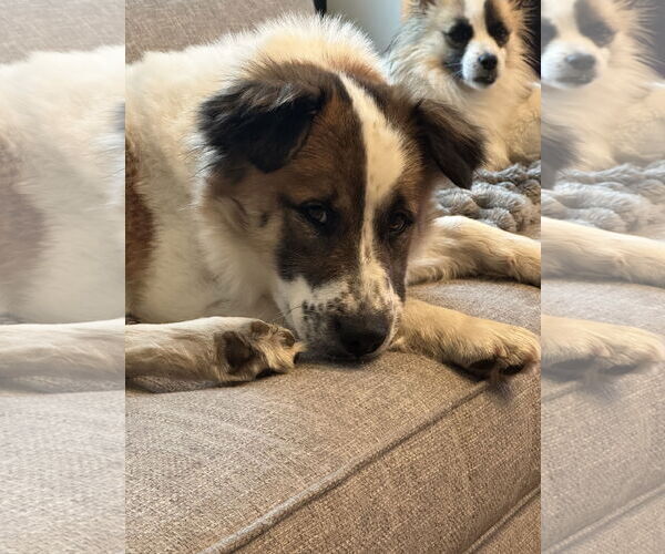 Medium Photo #8 Australian Shepherd-Unknown Mix Puppy For Sale in Bellevue, WA, USA