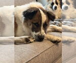 Small #7 Australian Shepherd Mix