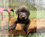 Image preview for Ad Listing. Nickname: Ready to Go AKC