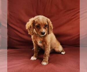 Cavapoo Puppy for sale in KINZERS, PA, USA