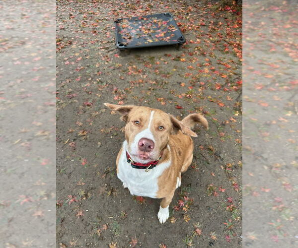Medium Photo #29 Australian Shepherd-Catahoula Leopard Dog Mix Puppy For Sale in Brewster, NY, USA