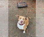 Small #28 Australian Shepherd-Catahoula Leopard Dog Mix
