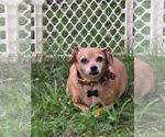Small #2 Chiweenie