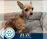 Small #1 Chihuahua Mix