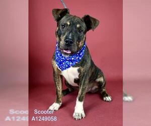 Mutt Dogs for adoption in Bakersfield, CA, USA