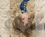 Small Photo #2 Labrador Retriever Puppy For Sale in WESTBY, WI, USA