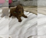 Small Photo #19 Poodle (Standard) Puppy For Sale in BARTLETT, TX, USA