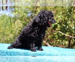 Small #9 Poodle (Toy)