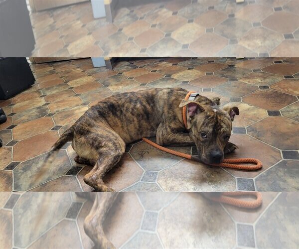 Medium Photo #9 American Staffordshire Terrier-Boxer Mix Puppy For Sale in Minneapolis, MN, USA