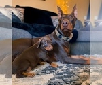 Puppy Tyson Jr Doberman Pinscher