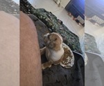 Small Photo #2 French Bulldog Puppy For Sale in CHINO HILLS, CA, USA
