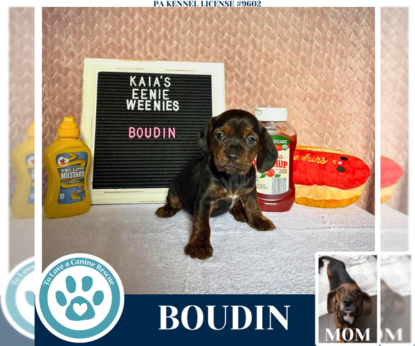 Medium Photo #3 Doxle Puppy For Sale in Kimberton, PA, USA