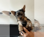 Small Photo #4 Yorkshire Terrier Puppy For Sale in OLATHE, KS, USA