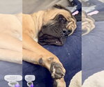 Small #13 Mastiff