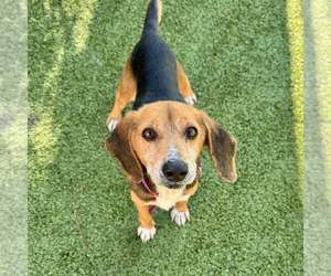 Beagle-Unknown Mix Dogs for adoption in Hilton Head, SC, USA