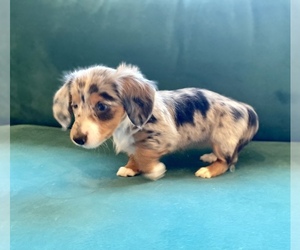 Dachshund Dog for Adoption in SANTA CLARITA, California USA