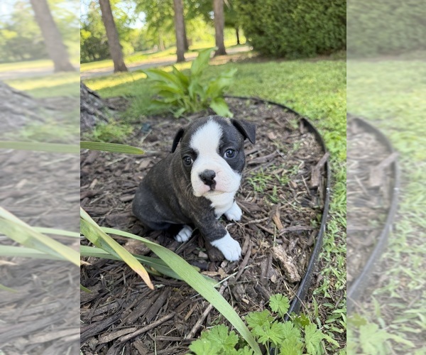 Medium Photo #1 Boston Terrier Puppy For Sale in FREDONIA, KS, USA
