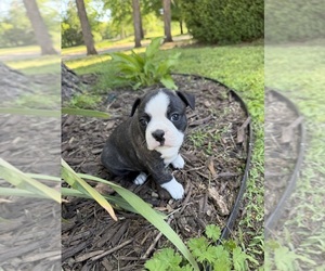 Boston Terrier Puppy for sale in FREDONIA, KS, USA