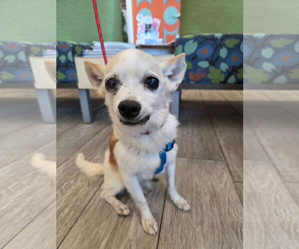 Medium Photo #1 Chihuahua-Unknown Mix Puppy For Sale in Holly Springs, NC, USA